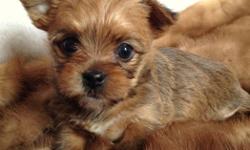 Meet Millie she is 2/3 Yorkie and 1/3 Japanese Chin mix. She is tan and has a tiny sweet yorkie face and body. Please go to our website, www.littlewondersofnewyork.com for full info or call 607-725-0497
We are hobby bredders. Adult dogs are our pets.
Read