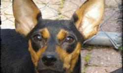 IMPS Miniature Pinscher Rescue has two 10 month old, and several weanling puppies available for adoption. All are females.
Autumn is a sweetheart, she has a beautiful face with big erect ears and a black & tan coat. She likes to cuddle for long periods of