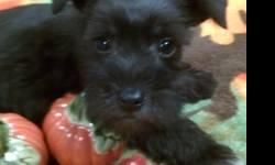 ACA Mini Schnauzer puppies females ready to go blacks and salt and peppers very cute first shots and wormings done dew claws and tails done. Parents on premises. Call of text for more pics 607-621-6056