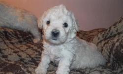 adorable cremay peach tinted mini sized poodles average adult 14-16lbs tials & dew claws docked, vet visted health certiifcates first shots, weekly dewormed strictly house raised outgoing ..
these puppies are ready as 8th march ...male is 450 female is