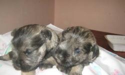 puppies ready after vet health July 11th.
holding health statement & first shots also aca registered
tails docked ,dew claws removed
weekly dewormed & strictly house raised.
males & female salt & pepper , & blacks
the miniature schnauzer is a family