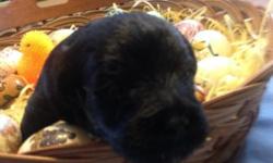 Family raised snoodle puppies.Mom is akc reg.snchauzer,min.and dad
is toy poodle akc reg.Have had tails docked and dewclaws removed.
will have vet exam,current vacc and worming done before they go.
they can be reg.hybrid snoodles.one choc.male,one choc