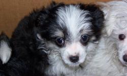 Maltese/Mini Aussie male puppy born on Monday,August 27th, 2012
mom is an AKC.CKC black/white Mini Aussie about 12 inches and 10 pounds
dad is an AKC/CKC maltese about 7-8 pounds
tri-colored (black/white/tan) gorgeous 1 male / 1 female
2nd shot and