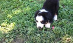 Mini Aussie female
4 yrs old house broken great with kids
Free
This ad was posted with the eBay Classifieds mobile app.