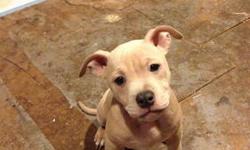 Very rare pocket pure breed blue nose pit bull staffordshire terrier. i have two females. all have been dewormed and examined by family veterinarian. they have been feed a veterinarian advised diet specific for their breed. they were born october 28th.