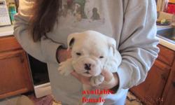 puppies are 8 weeks old and only 2 girls left. they have had their first vet visit, first set of shots, deworming, and had their pet record.
they are registerable as mini bulldogges parents are here on premises and are registered..
for any other questions