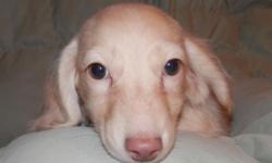 Gilligan is a long haired cream piebald male. He will grow up to look just like his dad. Up to date on shots and pre spoiled. waiting for his forever home with you. parents are both 9 Lbs. so I expect him to be about the same size. Shipping is $350.00.