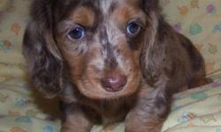 Cute AKC Long hair dapple Female Looking for her forever home with you. Born July 27,2014... Up to date on shots and worming. Comes with starter bag of food , toy and akc papers. email if you would like her.Pre spoiled with lots of TLC...