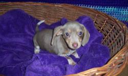 Little Lulu is a isabella and tan piebald female,she is tiny but she is so sweet and playful......
She is utd on shots and has been wormed and comes with a puppy pak,blanket,toy,sample of food,vac record and papers.
Come and see her ........