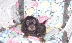 Luna is a blk and tan smooth coat she was born 12/7/13 really sweet little girl ..