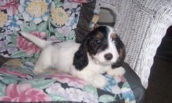 Sweet little boy ready for a loving home ..
He is a black and tan longhair