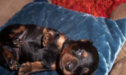 Blk and tan mini,he is so sweet.Will be utd on shots and wormed.
Now taking deposit to hold him
email for more info ....