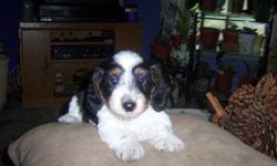 He is a blk and tan longhair simply too cute...first shots will be given and he will be wormed... email for more info