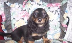 Adorable mini Doxie male awesome markings extreme piebald, First shot and wormed and with papers