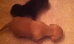 2 male mini dachshund puppies for sale will be ready feb 15th will have first set of shots and be wormed ty call 845 807 3524 the creme one and the black and tan are available pure bred