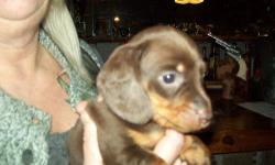 adorable ,playful male pups 2 left raised with other dogs cats and people, love children and are very dedicated breed.