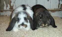 beautiful Mini Lop Babies FOR SALE. Various ages and sexes, all older than 8 weeks. some junior and senior show, pet, brood stock also available!
all babies handled from birth and are very gentle and loving!
we have more pictures and colors available.