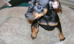 Blk/rust female Mini Pinscher. 8 wks old, first shots and dewormed. very happy and social pup, Raised with children and cat.Health Guarantee.