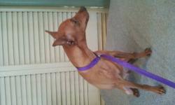 Male Red Mini Pinscher pup - 6 months- puppy shots done. Used to kids, cats , other dogs. Working on house training- goes to paper.