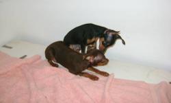 Mini Pinscher pups males, Red$100. or,black/tan, $250 (Also a choc/tan female 7 months w/AKC full reg.$400) On All- shots current and dewormed. Heartguard started,Health guarantee