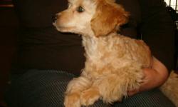 Male toy poodle, 6 months old, champagne and apricot -- beautiful color and delightful personality. Playful but not wild or a barker, affectionate and very smart. Weighs 10 pounds and is small but not fragile. Non-shedding. Gets along well with other