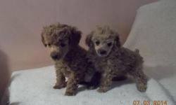 TRUE red, apricot & little black girl poodles they will be smaller min almost toy sized or around 8-10lbs adults.
tails docked dew claws removed weekly deorwred & strictly in the house raised ckc registered vet visted health papers & first set puppy shots