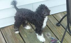 There is a 15 % discount for seniors and / or military !!
This was a litter of 3 puppies.....My other poodle mother had a large litter so I gave Zoey, the mother to these pictured poodles one puppy from the large litter. It is the chocolate merle. " Great