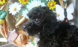 Our New Mommie Poodle is a blue merle, with a chocolate and white parti mother and a blue merle sire.
Dad to the puppies is a black & white tuxedo.
There were 6 puppies born 7/14/2014 ...
There is now 1 male available a Black with white spot on chest.