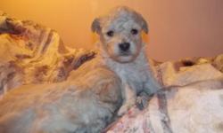 just georgeous mini poodle puppies they have tails docked dew claws removed are a creamy white .. ckc reg health certified by vet with first shots before leaving ready March 12..
they are strickly in the house raised right playpen kept for safe keeping &