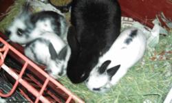 For sale Mini Rex bunnies. I have both male and females available. All are black and white. They are approximately 4 months old. Would make nice Christmas presents. Please contact me at 607-337-0142 or [email removed]