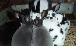 beautiful Mini Rex Babies FOR SALE. Various ages and sexes, all older than 8 weeks. some junior and senior show, pet, brood stock also available!
all babies handled from birth and are very gentle and loving!
we have more pictures and colors available.