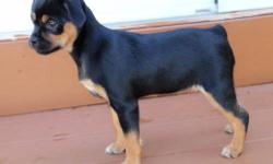 This female puppy turned 2 months old on 10/02. She is about 4lbs and stands 8 inches tall. She will grow to approx. 15-20lbs. She is a Miniature Pinscher/Pekingese mix. It's like having a rottweiler in a small package. She was raised with kids. She is