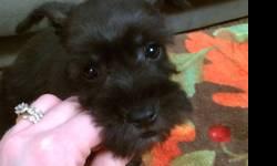 Female black schnauzer puppies ready to go aca registered shots and wormings, dew claws and tails done. Parents on premises. Call email or text at 607 621 6056 thanks