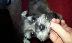 Female very small mini schnauzer salt and pepper ready in a week first shots wormings and first grooming. Call or text for info 607-621-6056