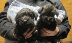 I have reduced the price on the 3 male SCHNOODLE puppies that are left to find their new homes.i HAVE REDUCED THEIR PRICE TO $375.00 to help them get their forever homes. They have had their shots and regular worming. The puppies are NON-SHEDDING, great