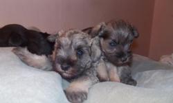 adorable toy mini schanuzerrs they have been downsized properly after 17 yrs breeding them right...
vet approved with health papers & first shots with records before leaving
black male $550 s & p female $600
aca reg always guaranteed strictly house raised