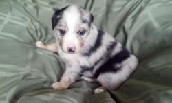 Darling blue merle miniature australian shepherd female puppy. She is a gorgeous girl, will definitely turn some heads! Possible 2 blue eyes. She has 4 white mittens, a beautiful blaze, half collar, and a white chest. She is such a love. She has the total