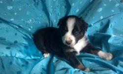 Adorable black tri miniature australian shepherd male puppy, with copper accents, 4 white mittens, a beautiful blaze, half collar, and a white chest. This guy is adorable, he is so spunky and sweet. He loves to be held and is very playful. He has a nice