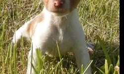 London is a purebred Miniature Rat Terrier born on May 1, 2013. She is expected to mature between 10 to 14 lbs and somewhere between 10 to 12 inches tall. Tail is docked and dewclaws removed. She has been dewormed and will have her first two shots before