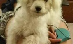 My cream color miniature golden doodle puppy, Winter need a new home. Winter is 5 1/2 months old. She has been updated with deworm and had received her monthly flea treatment, but she need to be updated on her new shots. She weights about 8 pounds and