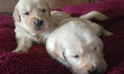 Miniature Golden Retriever Puppies
Born March 28th 2013
We have two males left out of a beautiful litter of eight.
They will be ready to go to their new homes may 23rd
Miniature Golden Retrievers are a hybrid, similar to the goldendoodles. These pups look