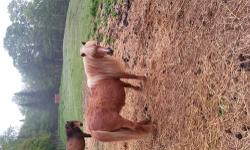Ginger-8 yr old, chestnut with white mane & tail
Current shots and hooves done regular.
Measures 34" high.
Also have her 4 yr old daughter-Brandy, started
In harness.
Current shots and hooves done regular.
Have had Brandy since she was 4 months old.