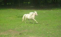 White stallion. Buckaroo bloodline. Friendly boy. Two Black mares. Sweet. Pony rides