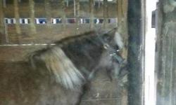 Miniature Horse - Douggie - Small - Adult - Male - Horse
Douggie has been shown in 4-H and, years ago was taught to drive. He is gentle and kind enough for children, but requires regular dental care - an extra consideration. This is a wonderful, A sized