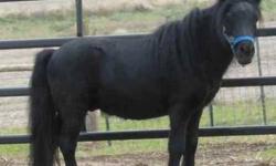 Miniature Horse - Fancy Pants - Small - Adult - Male - Horse
Fancy Pants is an old hand in the show ring. He is a 17 year old, 32" jet black ex show horse. He is trained to show in hand and driving. This was a well loved horse, given up due to ill health.