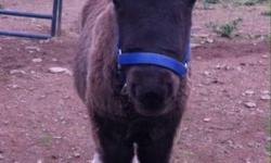 We are expecting AMHA & AMHR registered, PTHA eligible & unregistered foals in 2014. Pricing starts at $500. Ask to see pictures of our horses & previous foals!!!
Royale Legends Miniature Horses
Dundee, NY
(607) 243-8621