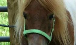 We are expecting AMHA & AMHR registered, PTHA eligible & unregistered foals in 2013. Pricing starts at $500. Ask to see pictures of our horses & previous foals!!!
Royale Legends Miniature Horses
Dundee, NY
(607) 243-8621