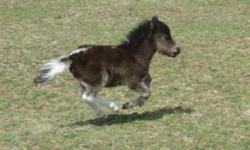 Handsome AMHA/AMHR registered black pinto colt, foal date 4/17/14 sired by Impressible Titans Dyno Mite (AMHA/AMHR bay homozygous stallion.) His grand sire is Another Dimension Dubs Titan who is a Reserve World Champion. The colt's pedigree also includes