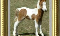 Miniature Horse - Tiny Dancer - Small - Adult - Female - Horse
Tiny Dancer is a 12 year old bay mini mare. She stands 9 hh and is learning that people can be trusted since she arrived at Doxys. Tiny Dancer gets along well with the other horses and is more