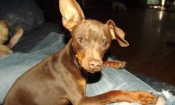 1 year old Miniature Pinscher male. Chocolate/Tan. Can be registered thru ACA. Docked tail, natural ears, not neutered. Very shy with strangers but does not bite. He is very sweet once he warms up to you. Small boy, about 6 pounds. Price is $250 w/o